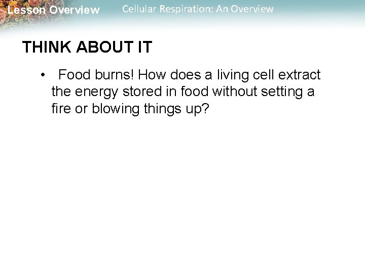 Lesson Overview Cellular Respiration: An Overview THINK ABOUT IT • Food burns! How does Lesson Overview Cellular Respiration: An Overview THINK ABOUT IT • Food burns! How does