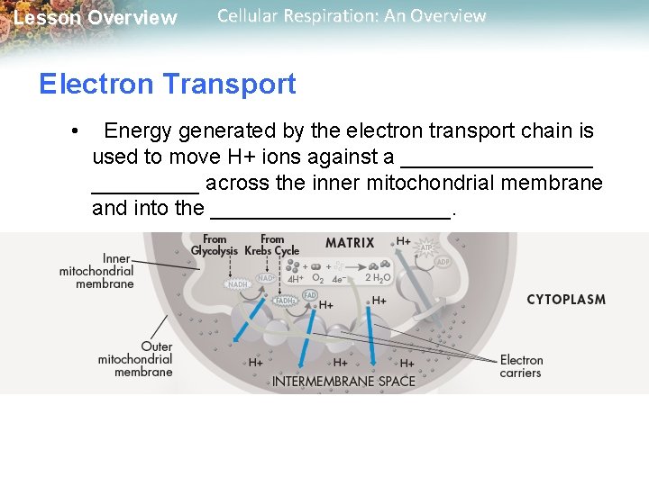 Lesson Overview Cellular Respiration: An Overview Electron Transport • Energy generated by the electron Lesson Overview Cellular Respiration: An Overview Electron Transport • Energy generated by the electron