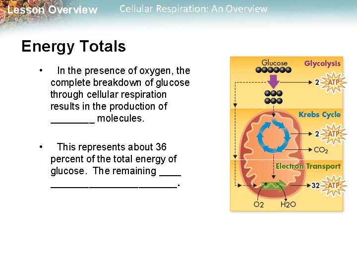 Lesson Overview Cellular Respiration: An Overview Energy Totals • In the presence of oxygen, Lesson Overview Cellular Respiration: An Overview Energy Totals • In the presence of oxygen,