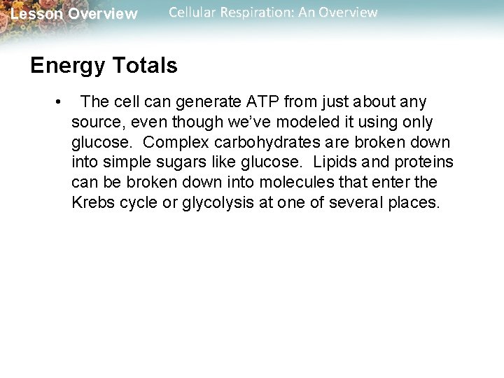Lesson Overview Cellular Respiration: An Overview Energy Totals • The cell can generate ATP Lesson Overview Cellular Respiration: An Overview Energy Totals • The cell can generate ATP