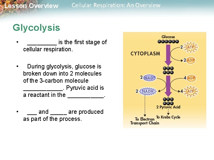 Lesson Overview Cellular Respiration: An Overview Glycolysis • _____ is the first stage of Lesson Overview Cellular Respiration: An Overview Glycolysis • _____ is the first stage of