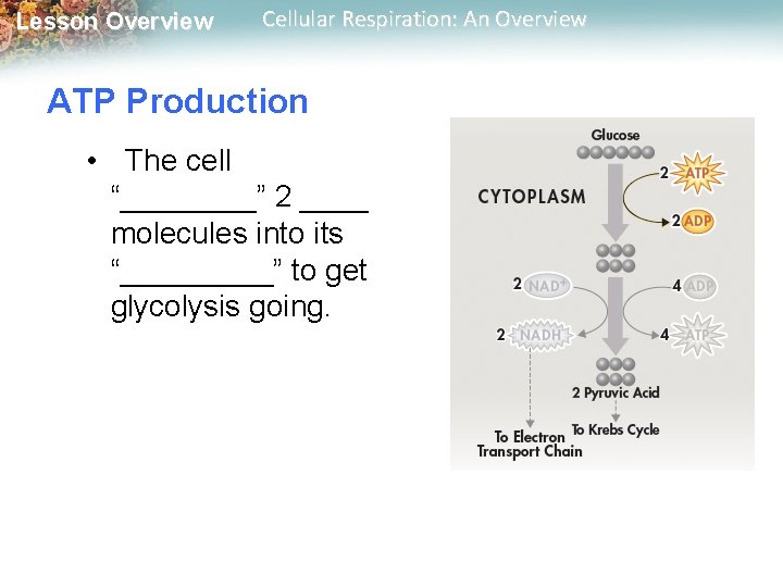 Lesson Overview Cellular Respiration: An Overview ATP Production • The cell “____” 2 ____ Lesson Overview Cellular Respiration: An Overview ATP Production • The cell “____” 2 ____
