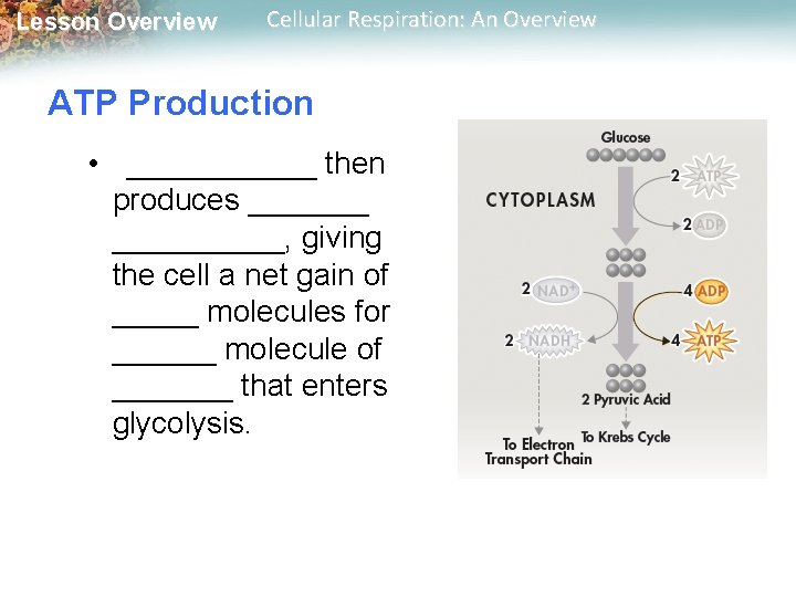 Lesson Overview Cellular Respiration: An Overview ATP Production • ______ then produces __________, giving Lesson Overview Cellular Respiration: An Overview ATP Production • ______ then produces __________, giving