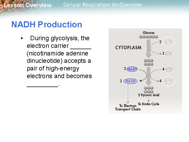 Lesson Overview Cellular Respiration: An Overview NADH Production • During glycolysis, the electron carrier Lesson Overview Cellular Respiration: An Overview NADH Production • During glycolysis, the electron carrier