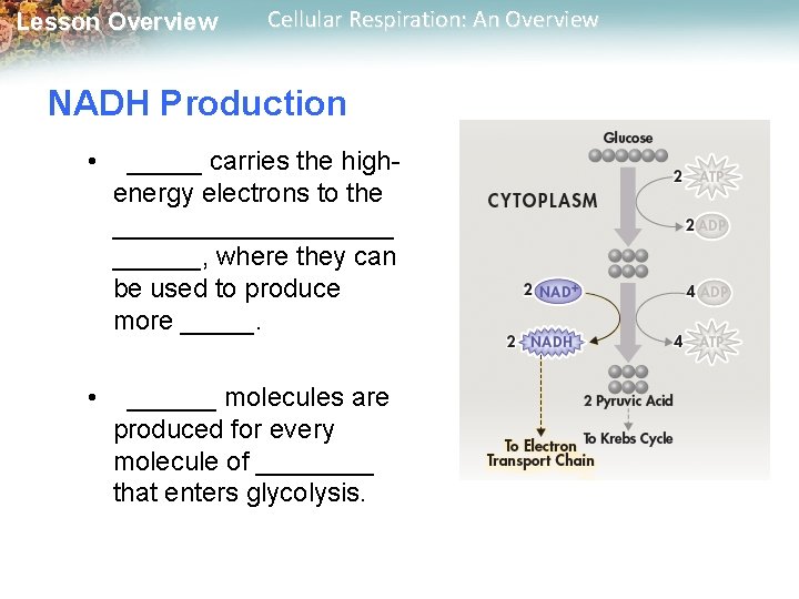 Lesson Overview Cellular Respiration: An Overview NADH Production • _____ carries the highenergy electrons Lesson Overview Cellular Respiration: An Overview NADH Production • _____ carries the highenergy electrons