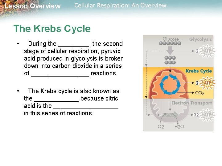 Lesson Overview Cellular Respiration: An Overview The Krebs Cycle • During the _____, the Lesson Overview Cellular Respiration: An Overview The Krebs Cycle • During the _____, the