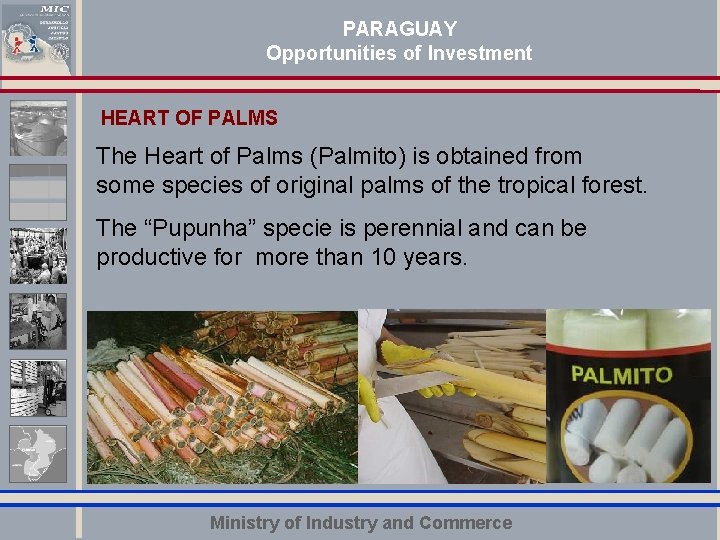 PARAGUAY Opportunities of Investment HEART OF PALMS The Heart of Palms (Palmito) is obtained