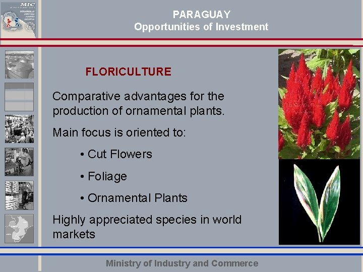 PARAGUAY Opportunities of Investment FLORICULTURE Comparative advantages for the production of ornamental plants. Haga