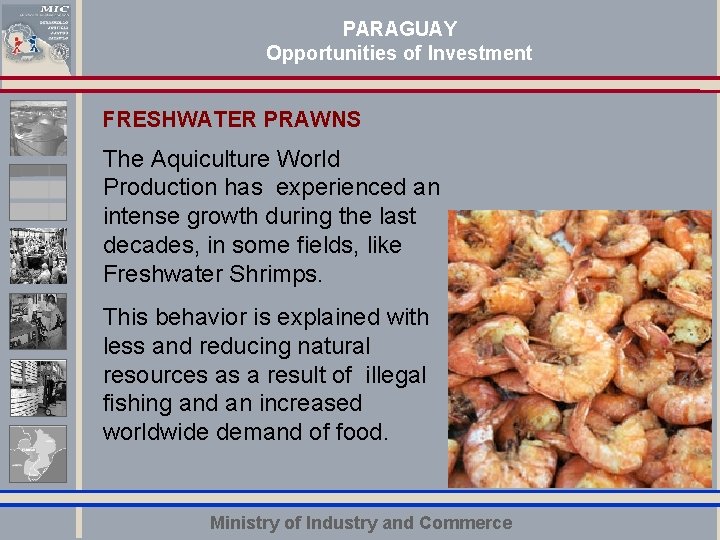 PARAGUAY Opportunities of Investment FRESHWATER PRAWNS The Aquiculture World Production has experienced an intense