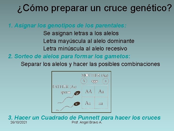 ¿Cómo preparar un cruce genético? 1. Asignar los genotipos de los parentales: Se asignan