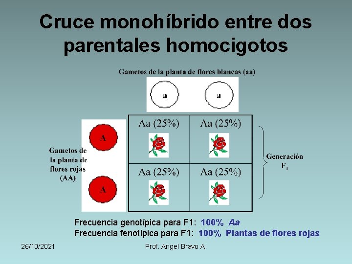 Cruce monohíbrido entre dos parentales homocigotos Frecuencia genotípica para F 1: 100% Aa Frecuencia