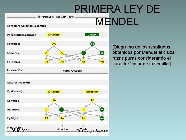 PRIMERA LEY DE MENDEL [Diagrama de los resultados obtenidos por Mendel al cruzar razas
