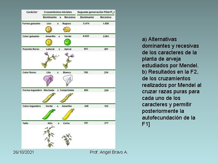a) Alternativas dominantes y recesivas de los caracteres de la planta de arveja estudiados