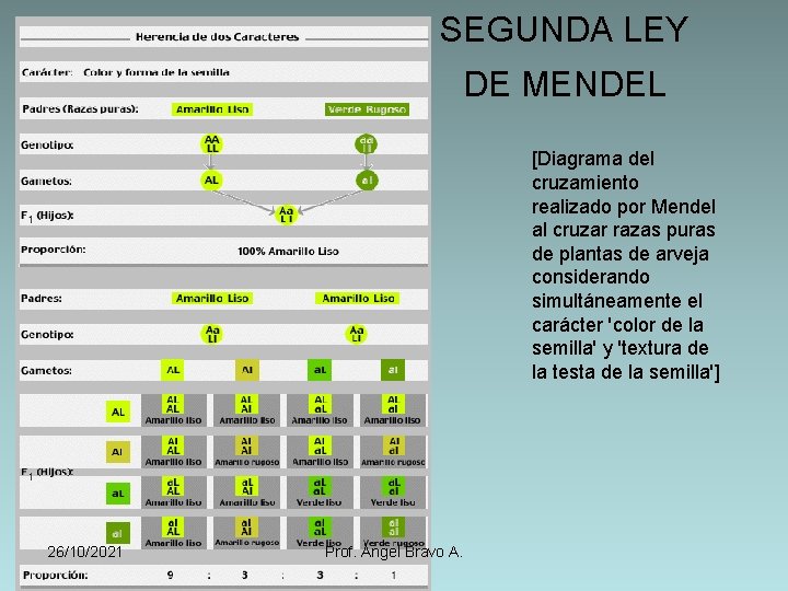 SEGUNDA LEY DE MENDEL [Diagrama del cruzamiento realizado por Mendel al cruzar razas puras