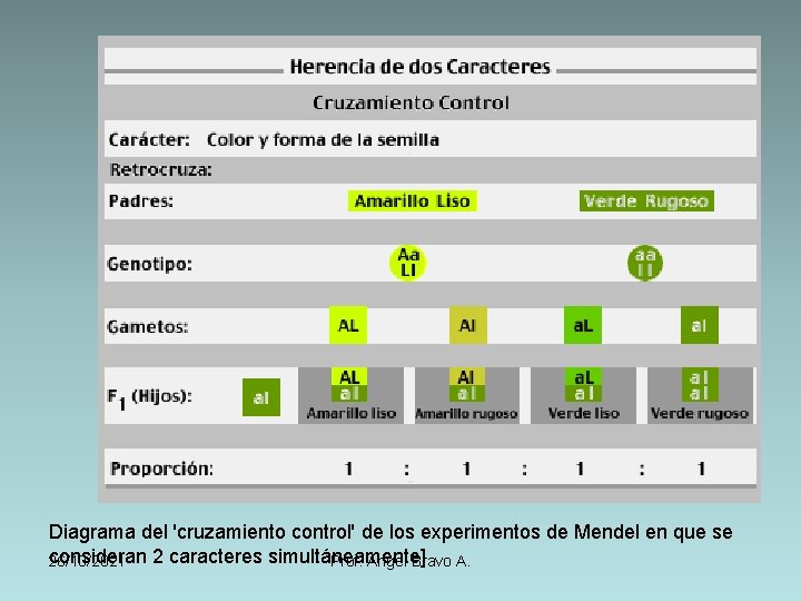 Diagrama del 'cruzamiento control' de los experimentos de Mendel en que se consideran 2