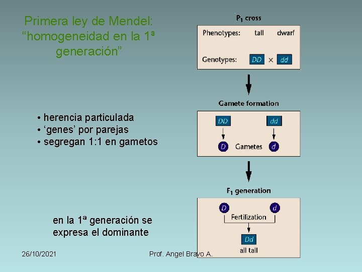 Primera ley de Mendel: “homogeneidad en la 1ª generación” • herencia particulada • ‘genes’
