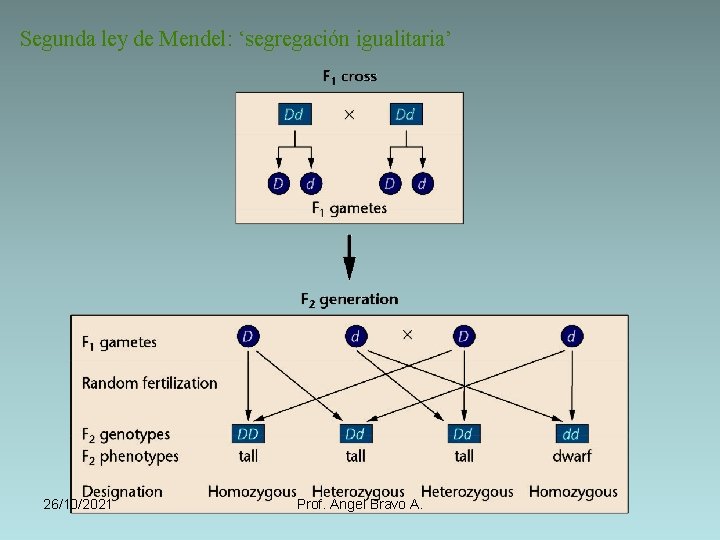 Segunda ley de Mendel: ‘segregación igualitaria’ 26/10/2021 Prof. Angel Bravo A. 