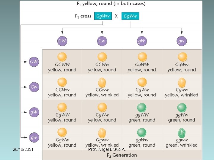 26/10/2021 Prof. Angel Bravo A. 