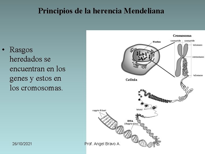 Principios de la herencia Mendeliana • Rasgos heredados se encuentran en los genes y