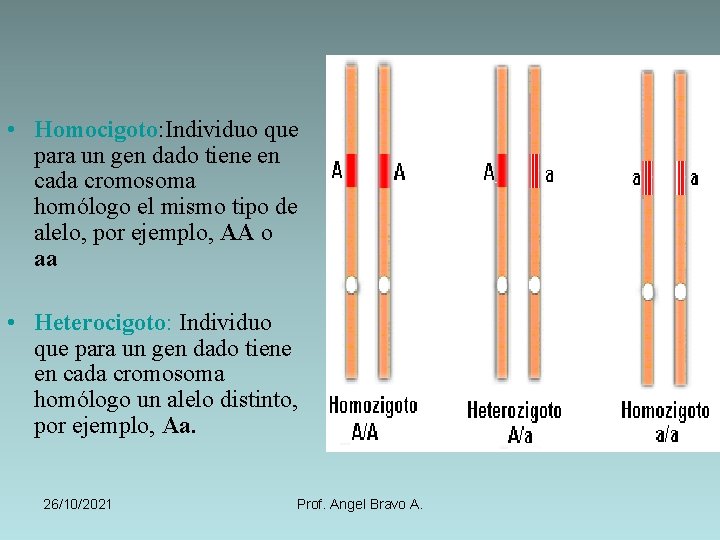  • Homocigoto: Individuo que para un gen dado tiene en cada cromosoma homólogo