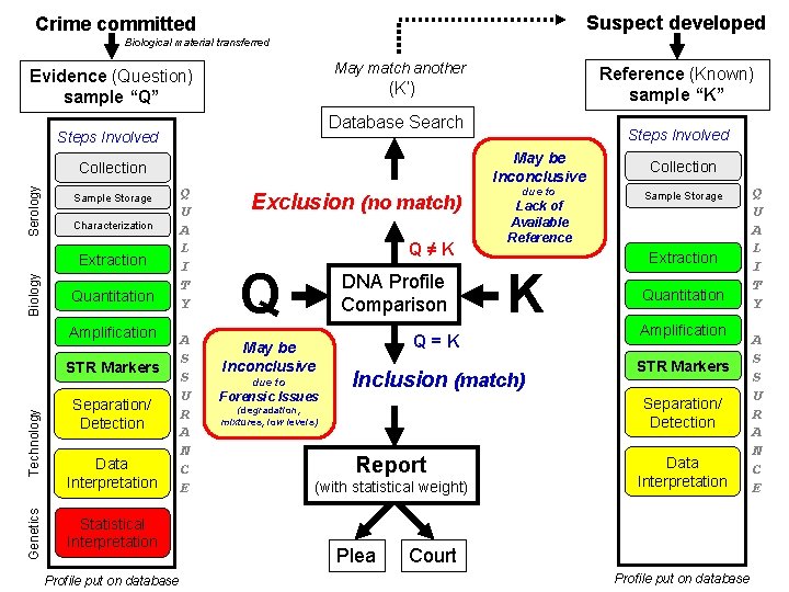 Suspect developed Crime committed Biological material transferred May match another Evidence (Question) sample “Q”