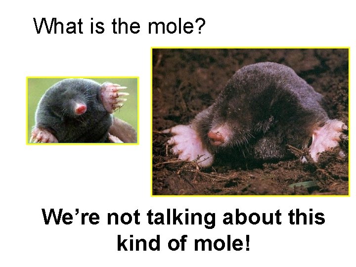 What is the mole? We’re not talking about this kind of mole! 