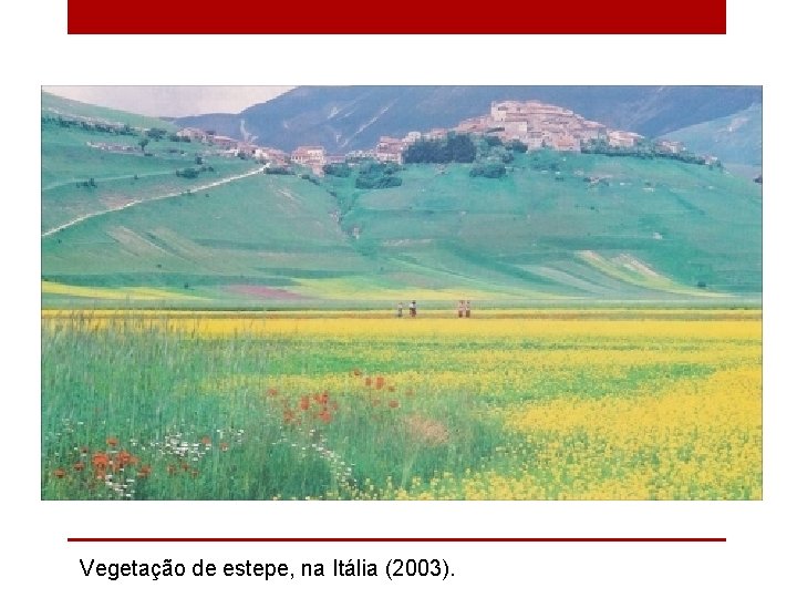 Vegetação de estepe, na Itália (2003). 