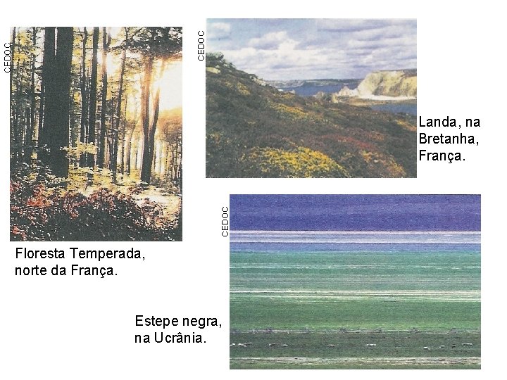 CEDOC Landa, na Bretanha, França. Floresta Temperada, norte da França. Estepe negra, na Ucrânia.