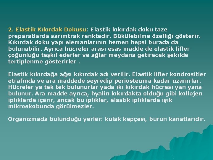 2. Elastik Kıkırdak Dokusu: Elastik kıkırdak doku taze preparatlarda sarımtrak renktedir. Bükülebilme özelliği gösterir.