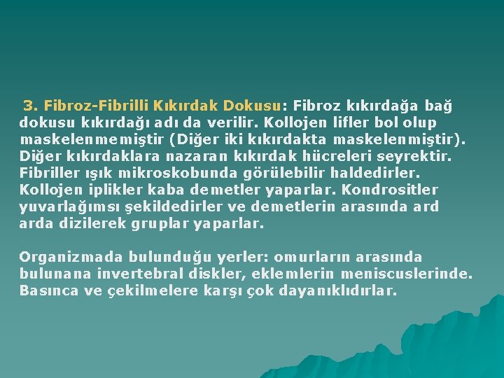 3. Fibroz-Fibrilli Kıkırdak Dokusu: Fibroz kıkırdağa bağ dokusu kıkırdağı adı da verilir. Kollojen lifler