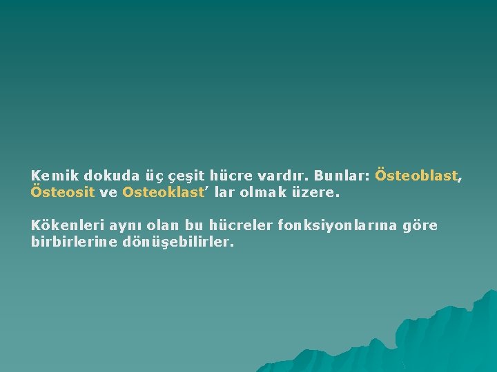 Kemik dokuda üç çeşit hücre vardır. Bunlar: Östeoblast, Östeosit ve Osteoklast’ lar olmak üzere.