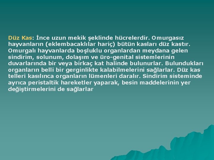 Düz Kas: İnce uzun mekik şeklinde hücrelerdir. Omurgasız hayvanların (eklembacaklılar hariç) bütün kasları düz