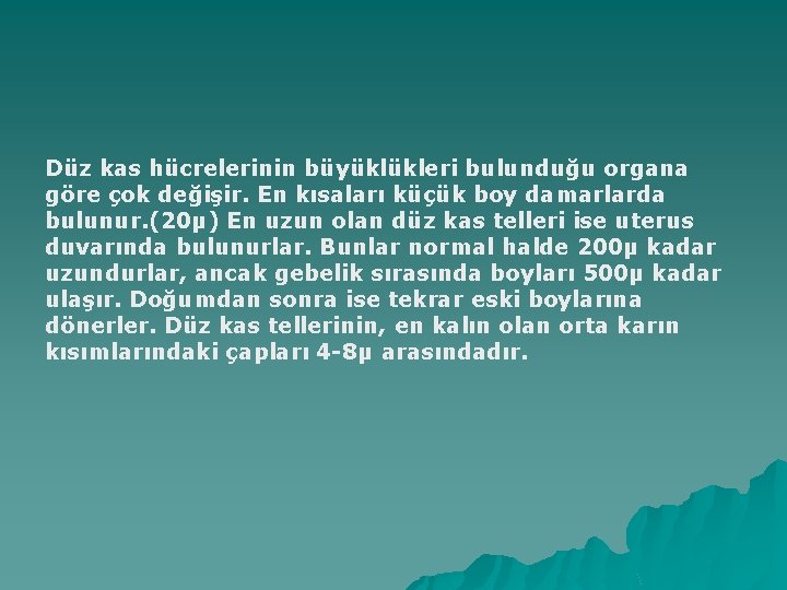 Düz kas hücrelerinin büyüklükleri bulunduğu organa göre çok değişir. En kısaları küçük boy damarlarda