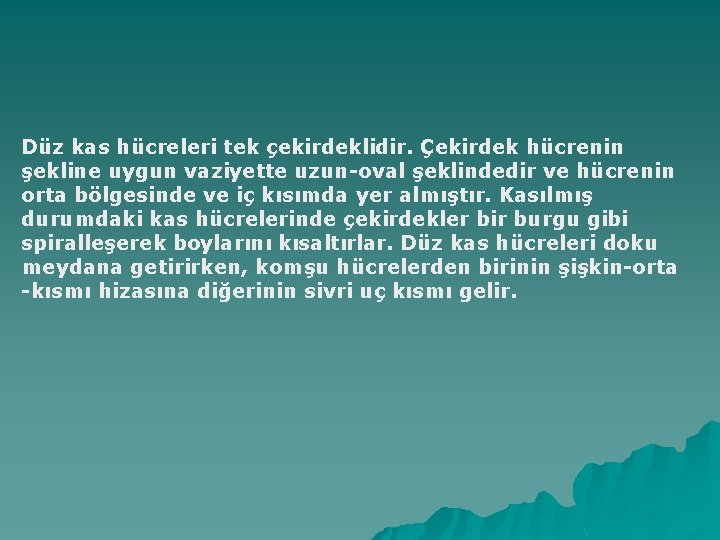 Düz kas hücreleri tek çekirdeklidir. Çekirdek hücrenin şekline uygun vaziyette uzun-oval şeklindedir ve hücrenin