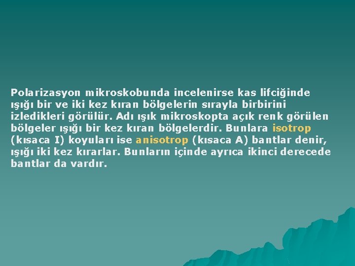 Polarizasyon mikroskobunda incelenirse kas lifciğinde ışığı bir ve iki kez kıran bölgelerin sırayla birbirini