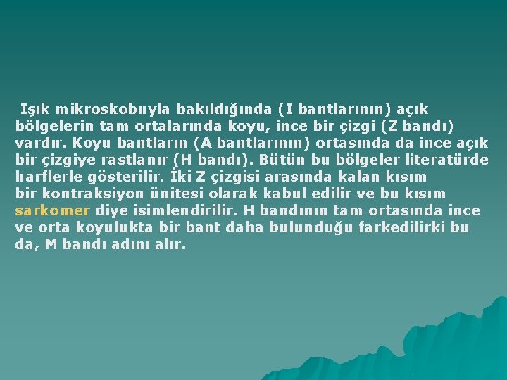 Işık mikroskobuyla bakıldığında (I bantlarının) açık bölgelerin tam ortalarında koyu, ince bir çizgi (Z