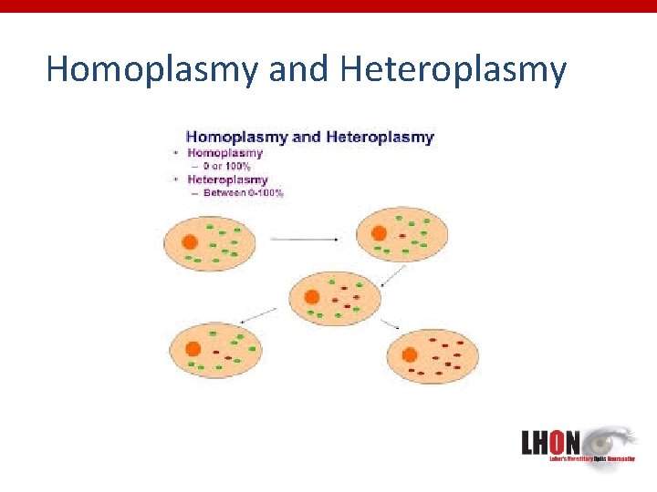 Homoplasmy and Heteroplasmy 