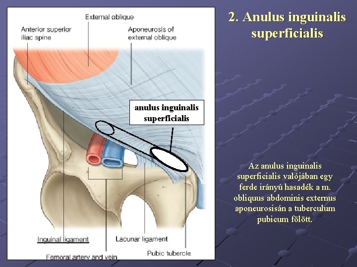 2. Anulus inguinalis superficialis anulus inguinalis superficialis Az anulus inguinalis superficialis valójában egy ferde