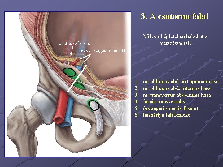 3. A csatorna falai Milyen képleteken halad át a metszésvonal? ductus deferens a. et