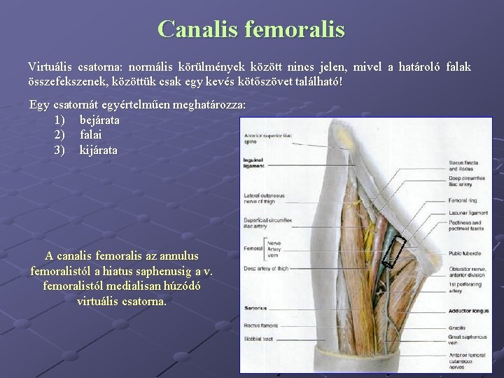 Canalis femoralis Virtuális csatorna: normális körülmények között nincs jelen, mivel a határoló falak összefekszenek,