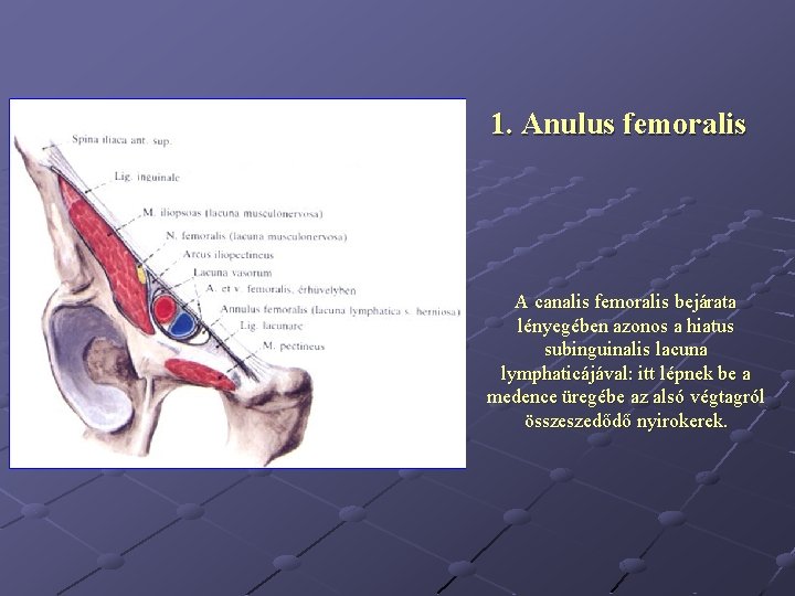 1. Anulus femoralis A canalis femoralis bejárata lényegében azonos a hiatus subinguinalis lacuna lymphaticájával: