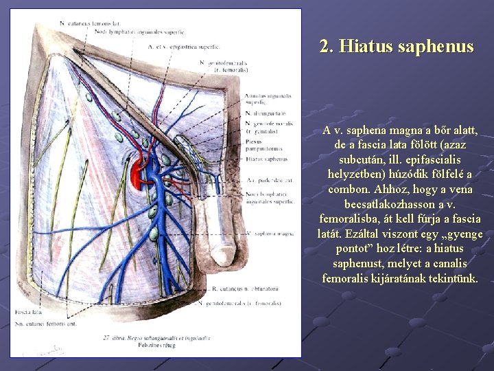 2. Hiatus saphenus A v. saphena magna a bőr alatt, de a fascia lata