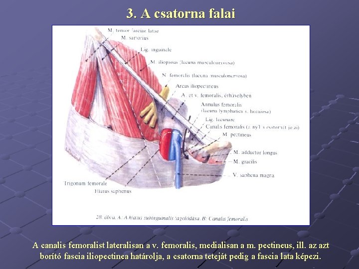 3. A csatorna falai A canalis femoralist lateralisan a v. femoralis, medialisan a m.