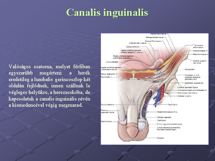 Canalis inguinalis Valóságos csatorna, melyet férfiban egyszerűbb megérteni: a herék eredetileg a lumbalis gerincoszlop