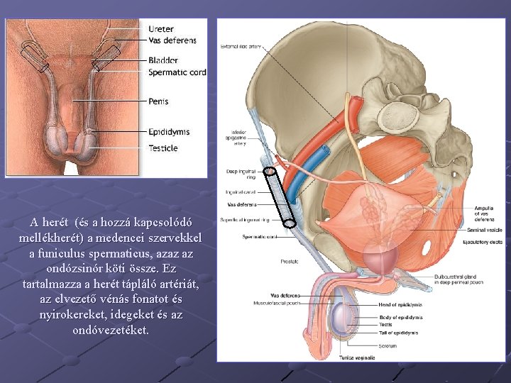 A herét (és a hozzá kapcsolódó mellékherét) a medencei szervekkel a funiculus spermaticus, azaz
