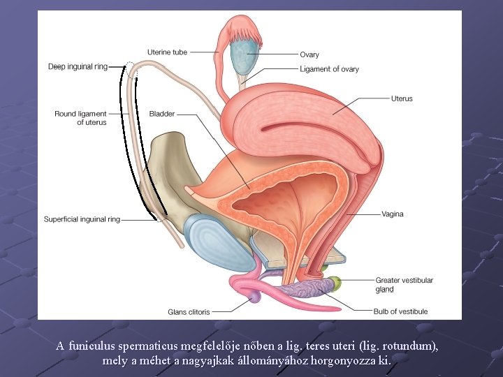 A funiculus spermaticus megfelelője nőben a lig. teres uteri (lig. rotundum), mely a méhet