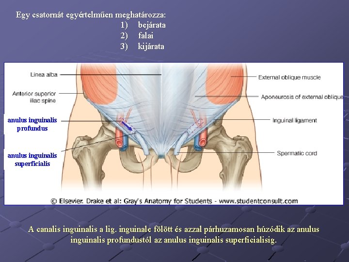 Egy csatornát egyértelműen meghatározza: 1) bejárata 2) falai 3) kijárata anulus inguinalis profundus anulus