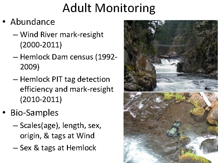  • Abundance Adult Monitoring – Wind River mark-resight (2000 -2011) – Hemlock Dam