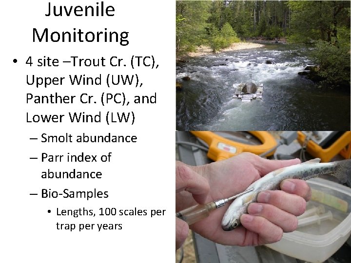 Juvenile Monitoring • 4 site –Trout Cr. (TC), Upper Wind (UW), Panther Cr. (PC),