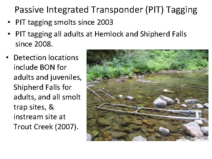 Passive Integrated Transponder (PIT) Tagging • PIT tagging smolts since 2003 • PIT tagging